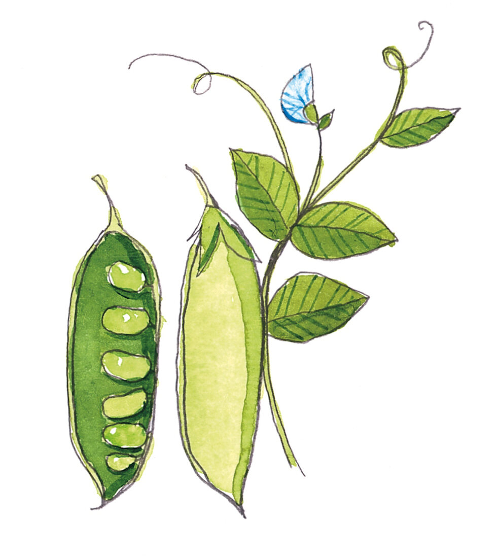 Illustration, Erbsenschote mit Pflanze