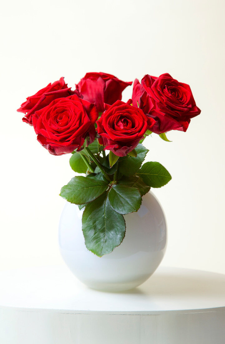 Close-up of red roses in white vase