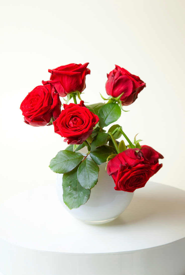 Close-up of red roses in white vase