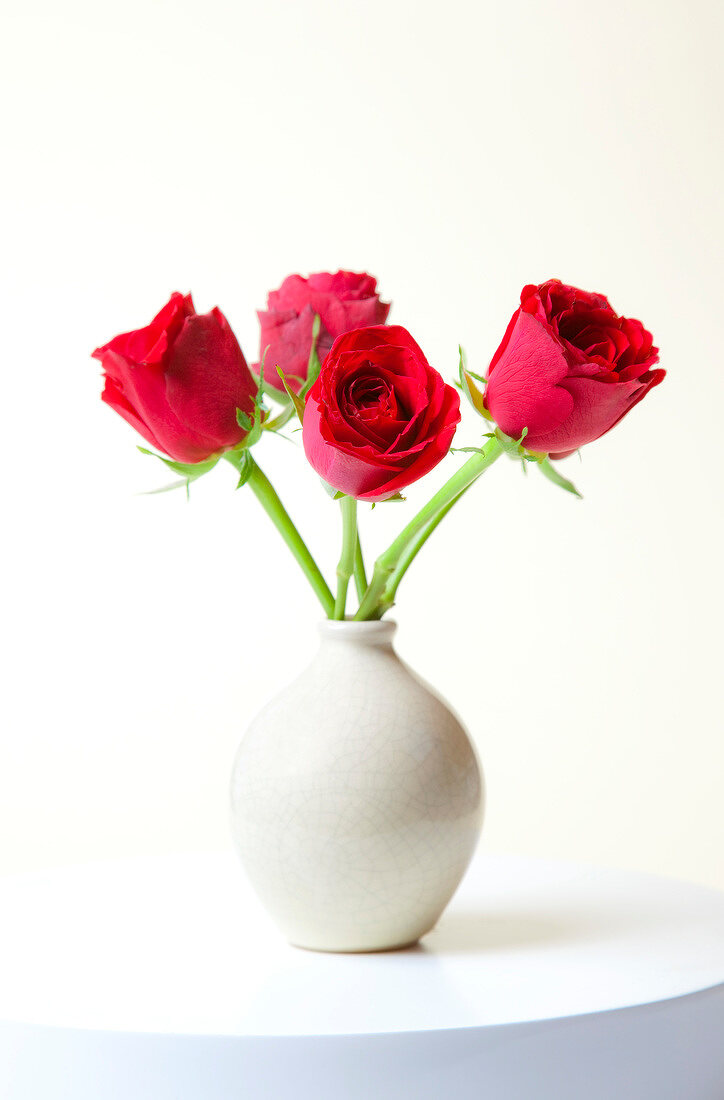 Close-up of red roses in white vase