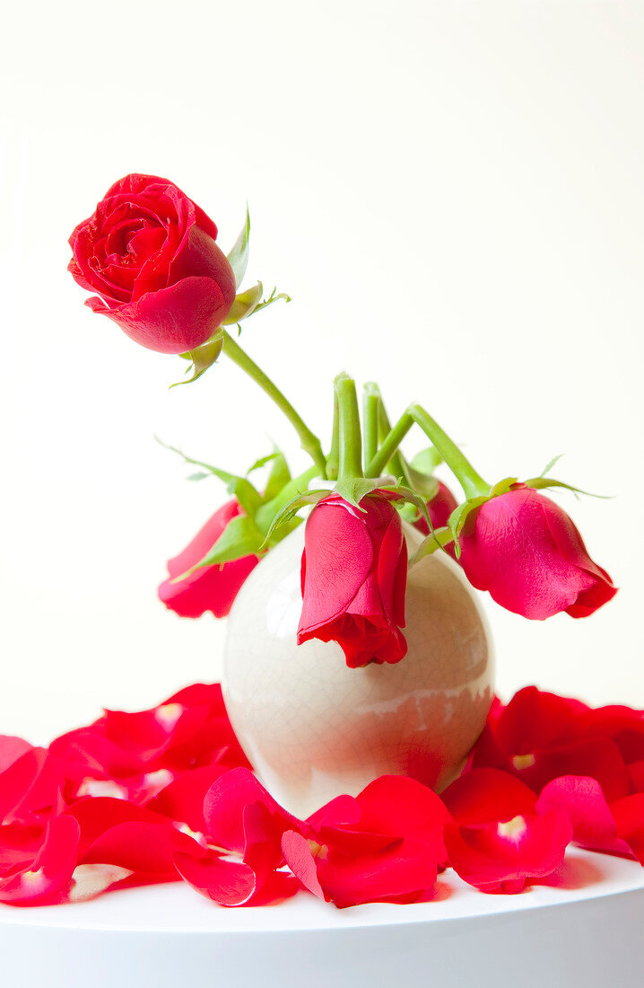 Close-up of red roses in white vase