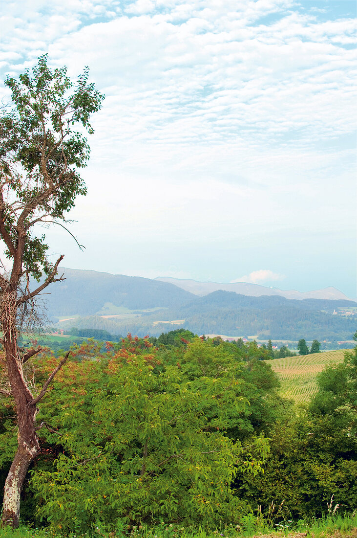 Landscape with a view to Slovenia