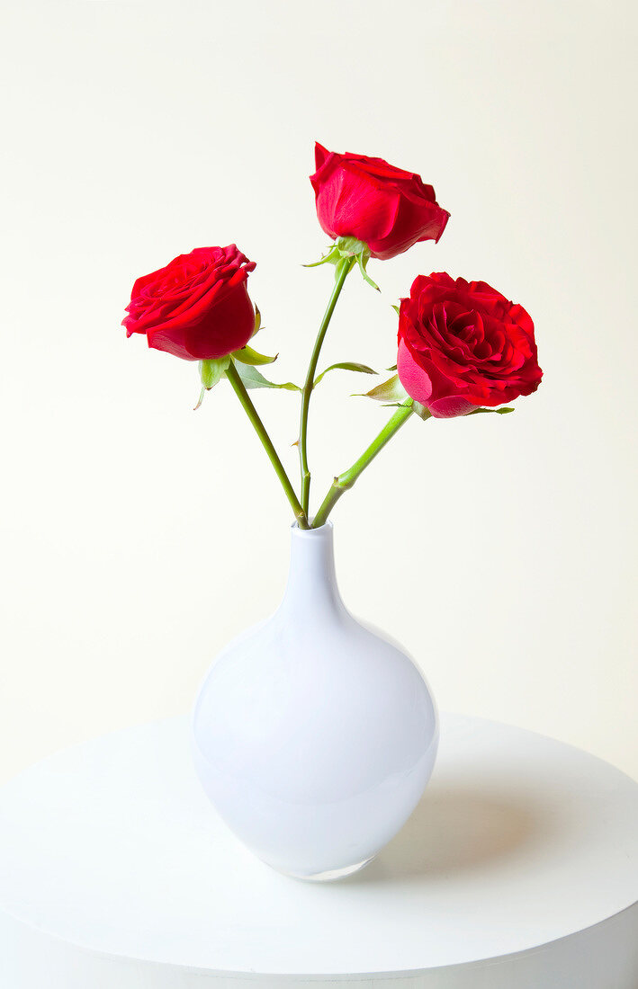 Close-up of three red roses in white vase