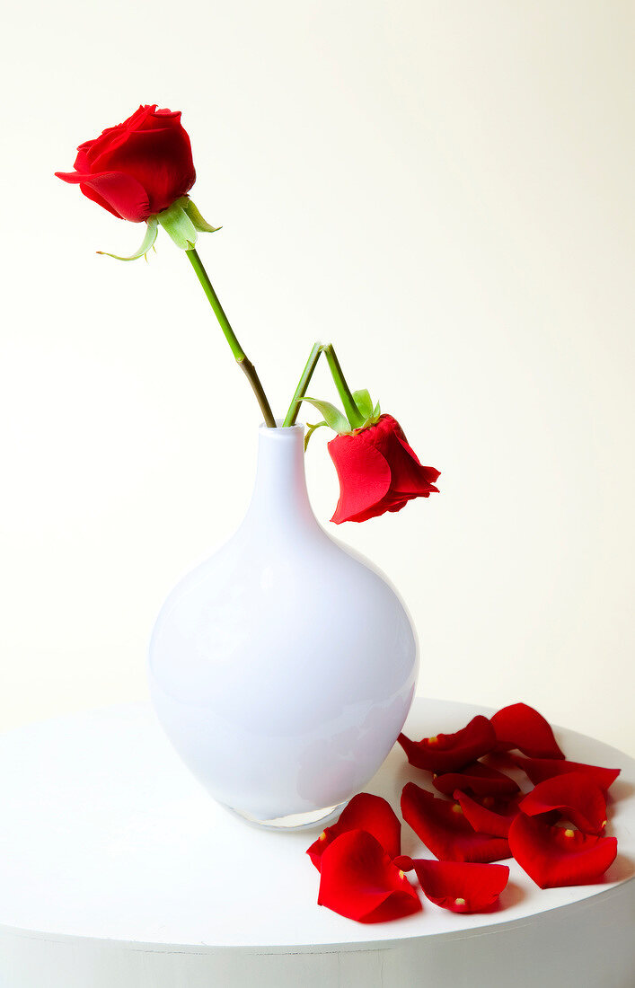 Close-up of red roses in white vase