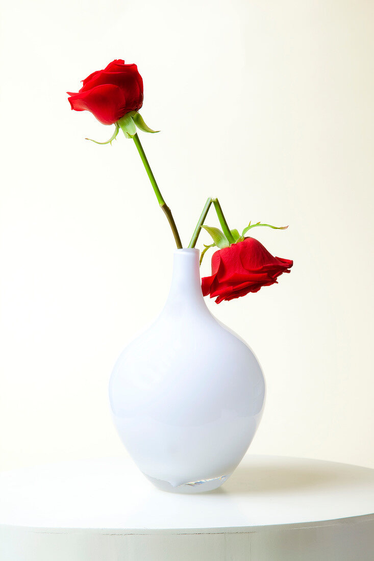 Close-up of red roses in white vase