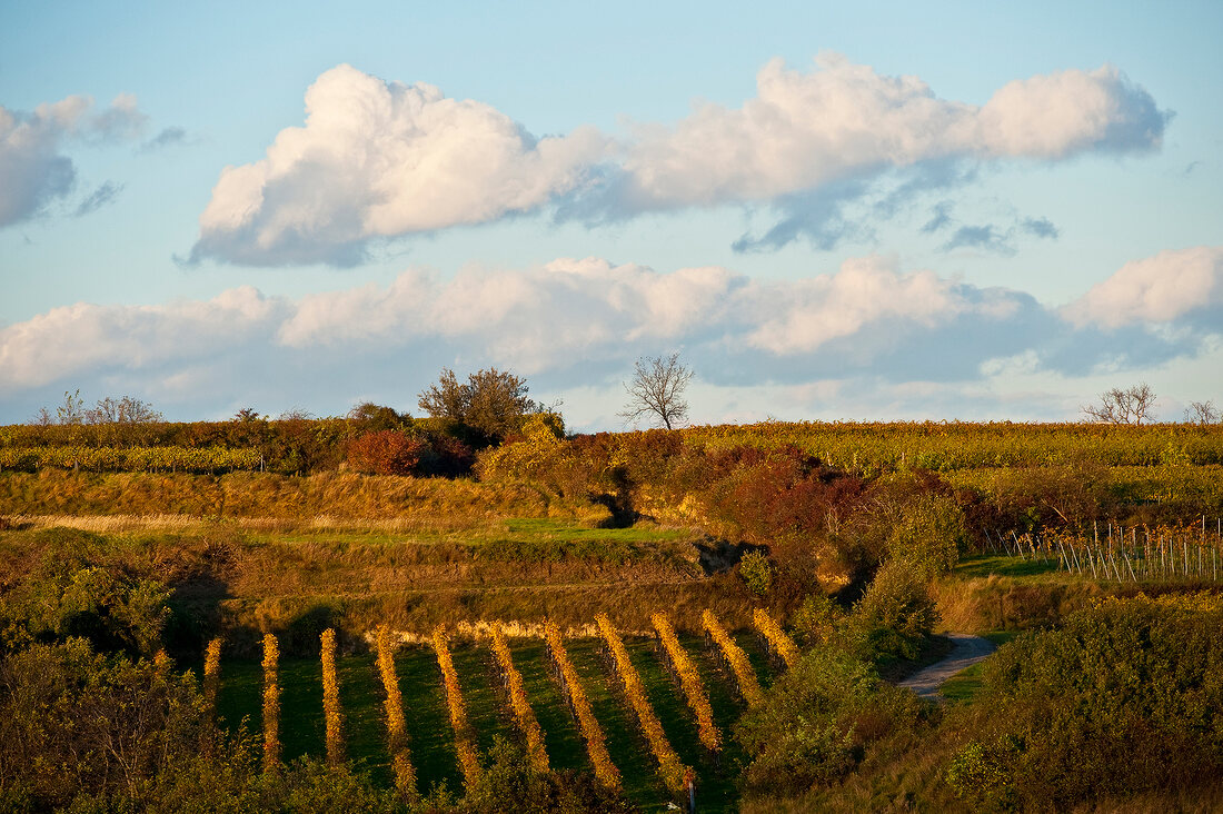 View of vineyard at Wagram, Austria
