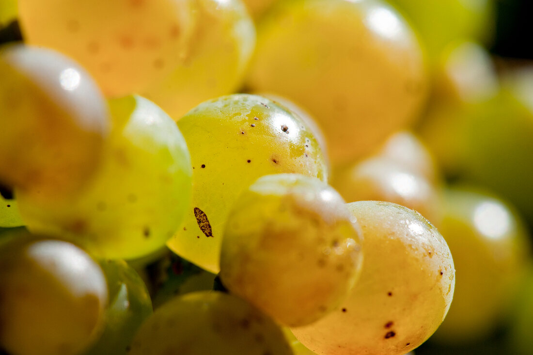 Close-up of green grapes in Wagram, Austria