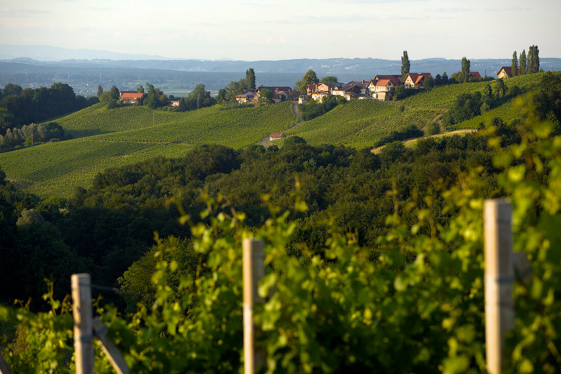Weinberge am Gamlitzer Eckberg, Südsteiermark, Österreich