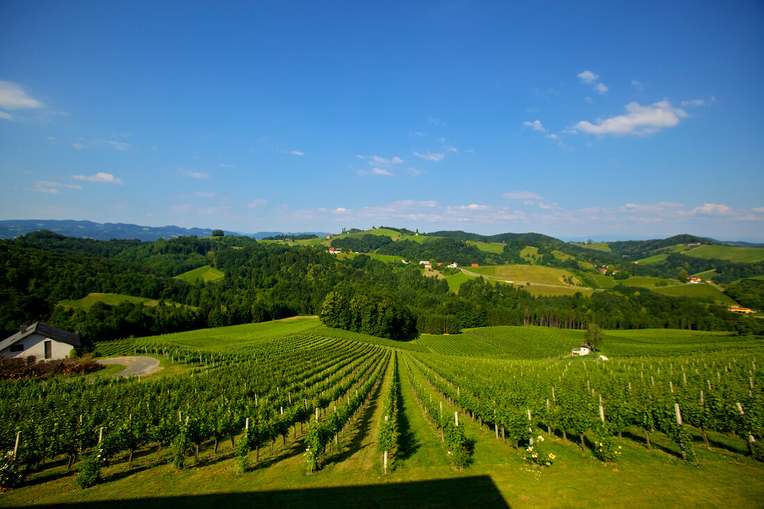 View of vineyards at Gamlitz Ekberg, Southern Styria, Austria