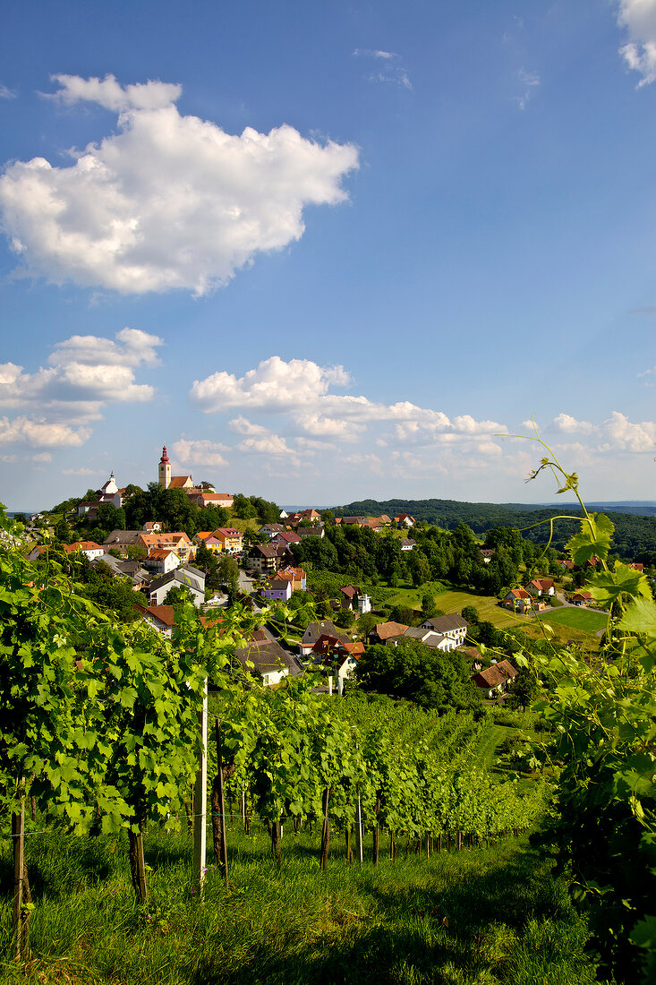Blick auf Straden, Weinreben, Südoststeiermark, Österreich