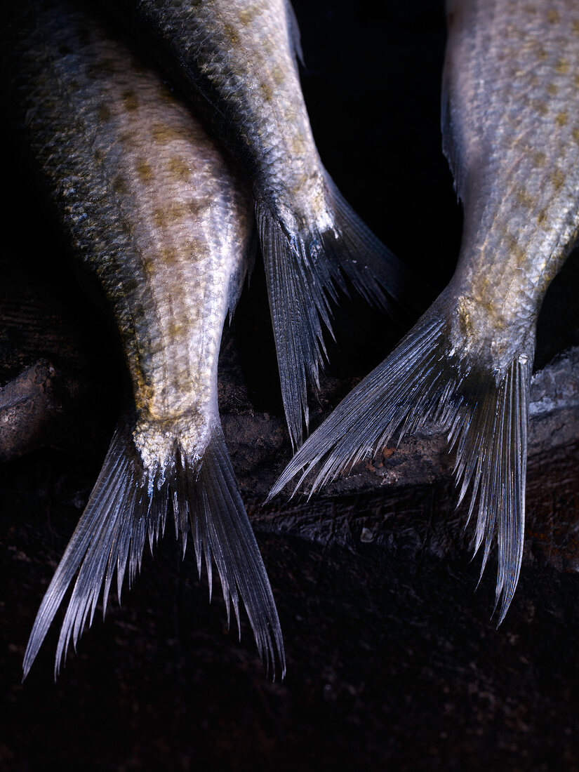 Close-up of raw fish tails