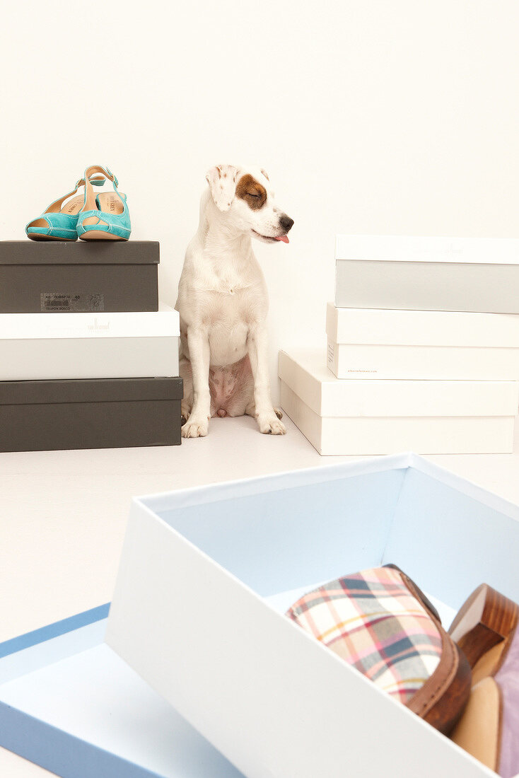 Dog with eye spot sitting between cardboard boxes of sandals
