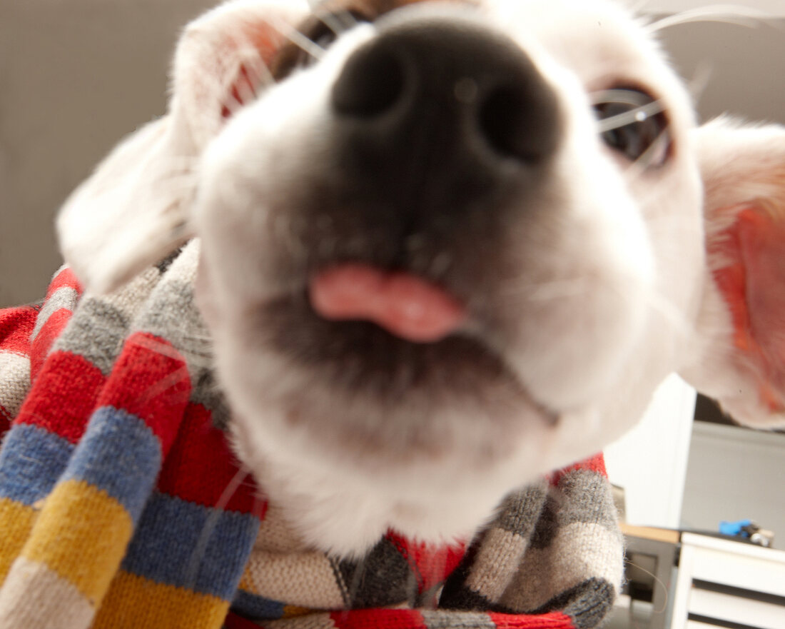 Hund Betty, Streuner aus Spanien, macht Blödsinn, Schnauze
