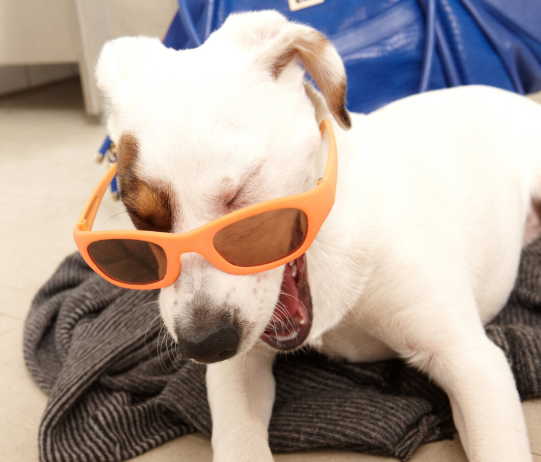 Hund Betty, Mischling, gefleckt, mit Sonnenbrille, macht Faxen