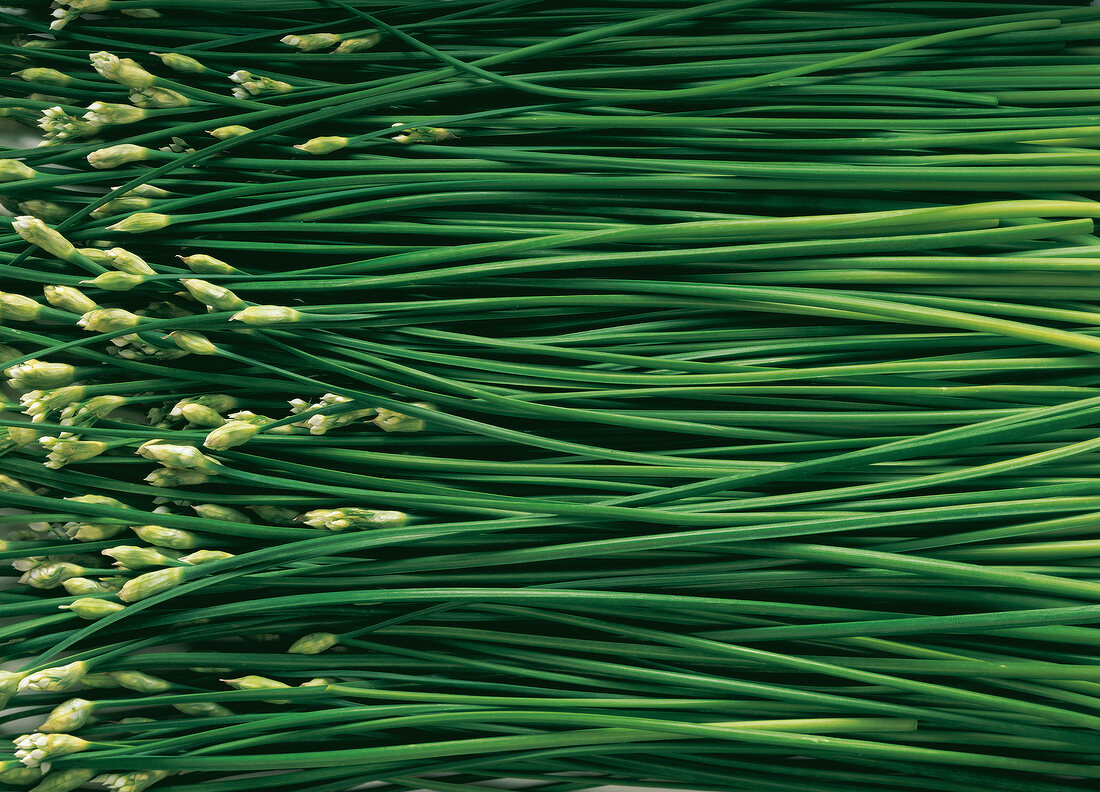 Close-up of chives with white flowers