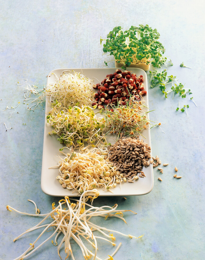 Different types of sprouts on tray