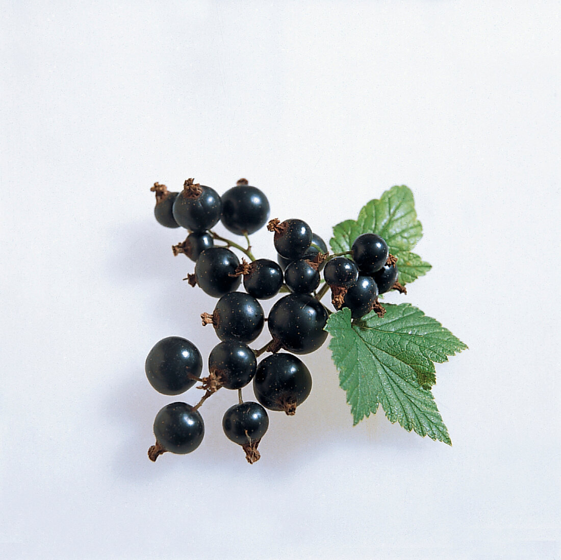 Food, Schwarze Johannisbeeren, Freisteller