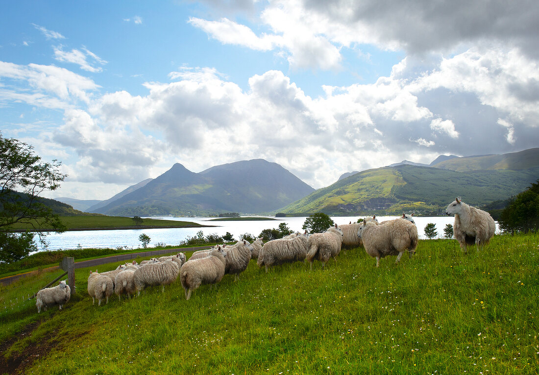 Herd of sheep grazing in Scotland