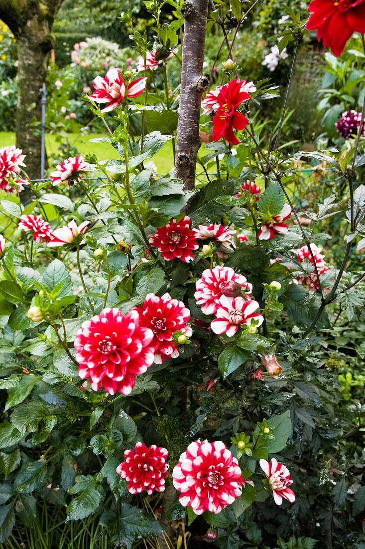 Close-up of dahlias bushes in garden