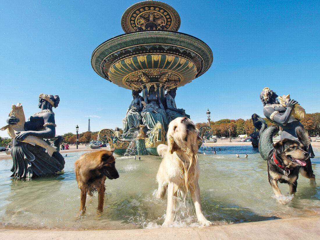 Dogs in Fontaine des Mers at Place de la Concorde, Paris, France