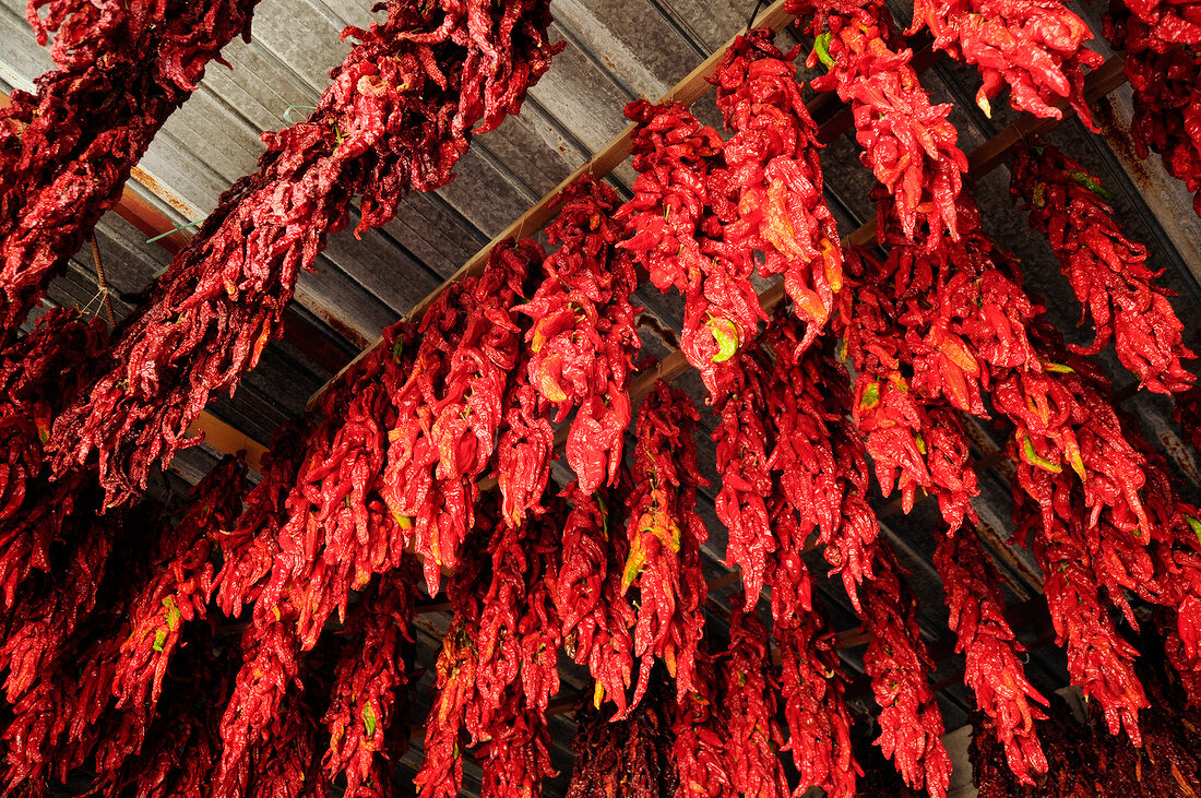 Bundled of red peperoncini beam hanging on ceiling