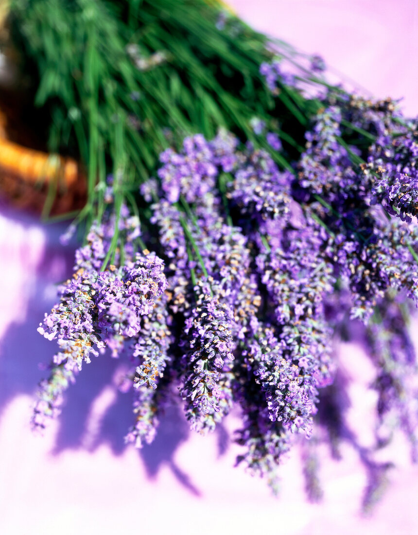 Close-up of bunch of lavender flowers
