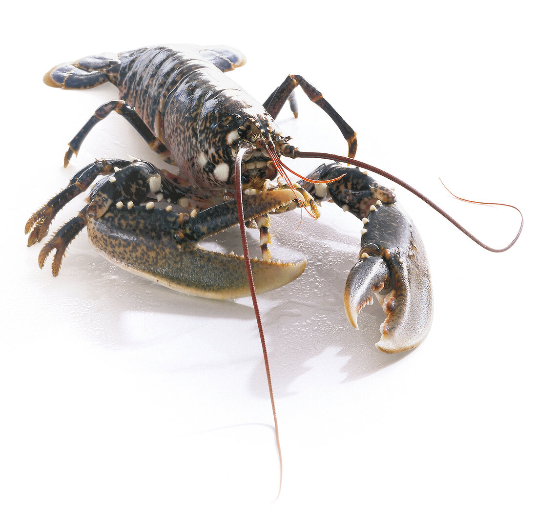 Close-up of lobster on white background