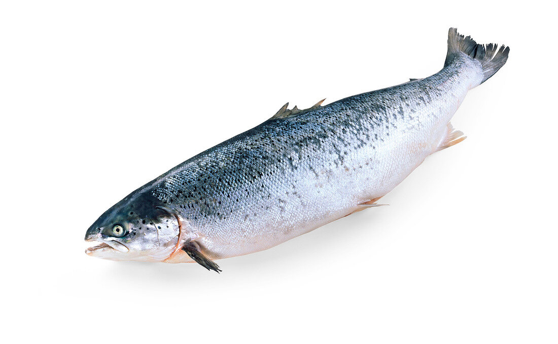 Close-up of raw salmon on white background