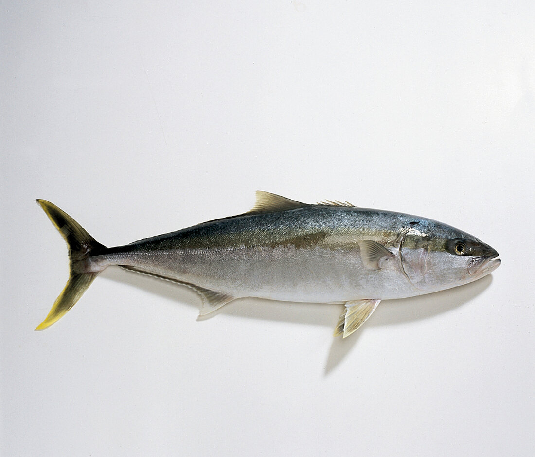 Fisch, Königsgelbschwanz, Kingfish, Freisteller