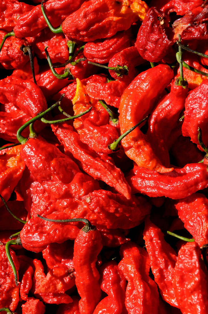 Close-up of different types of red peppers