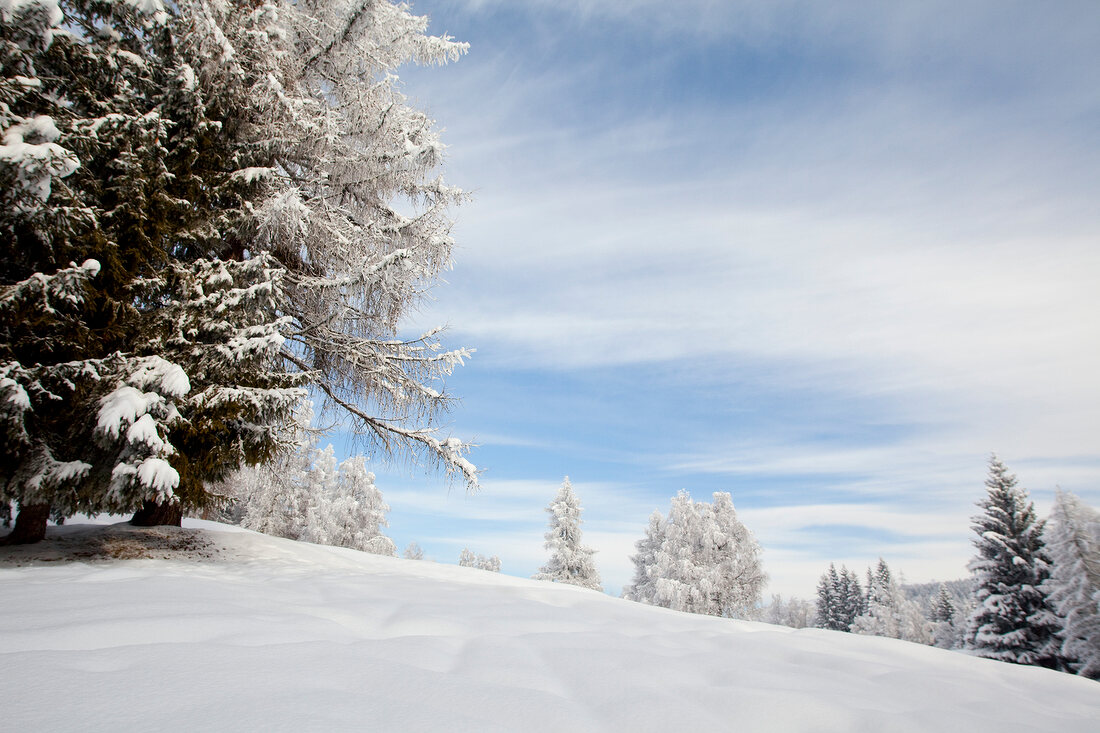 View of pine trees covered with snow in Leutaschtal, Tirol, Austria