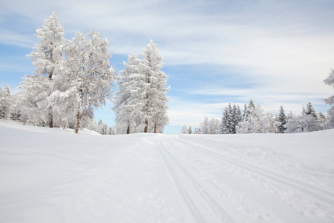 View of pine trees covered with snow in Leutaschtal, Tirol, Austria