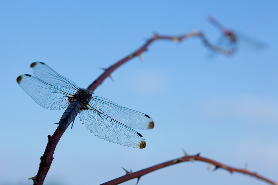 Close-up of dragon fly on branch