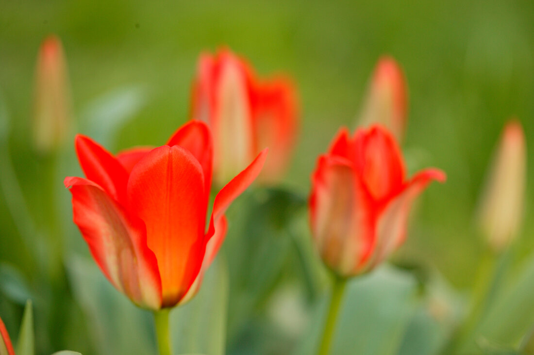 Close-up of tulips