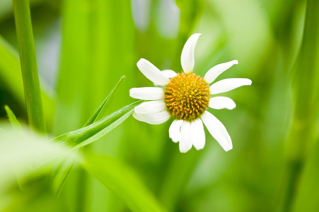 Close-up of bellis