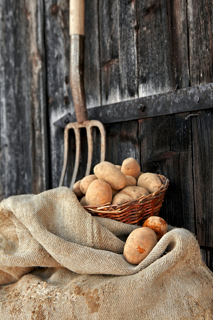 Winterküche, Kartoffeln im Korb, roh, ungewaschen, Mistgabel