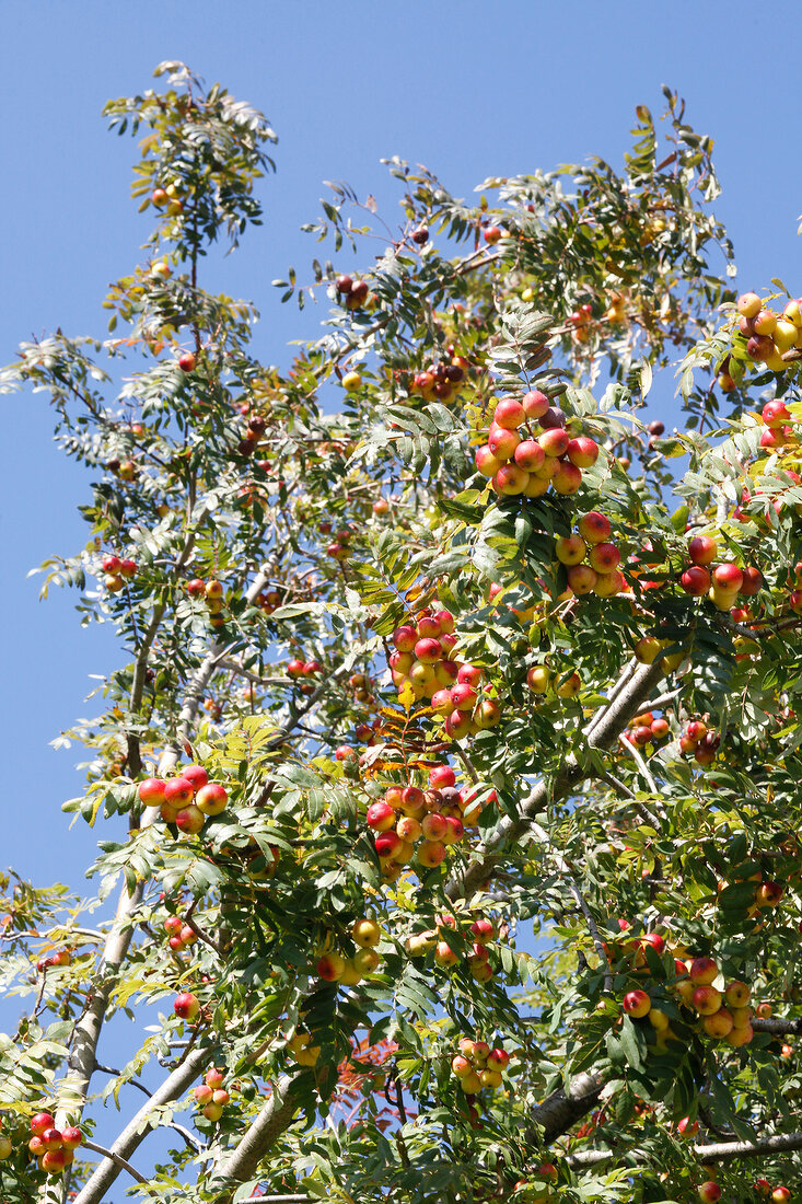 Close-up of sorb tree