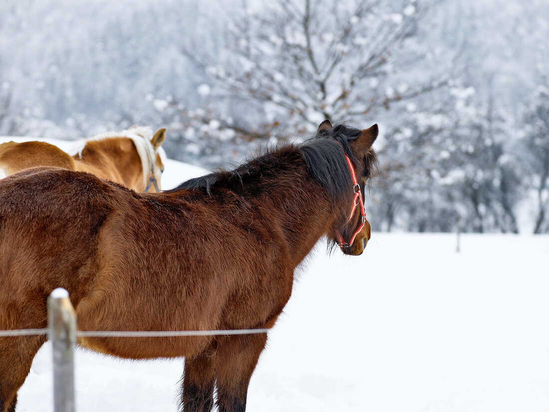 Winterküche, Pferde in einer Schneelandschaft
