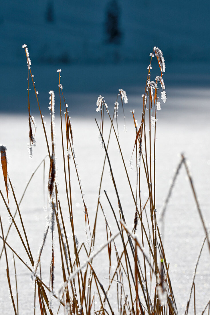 Winterküche, Gräser am zugefrorenen See, Schnee, Voralpenland