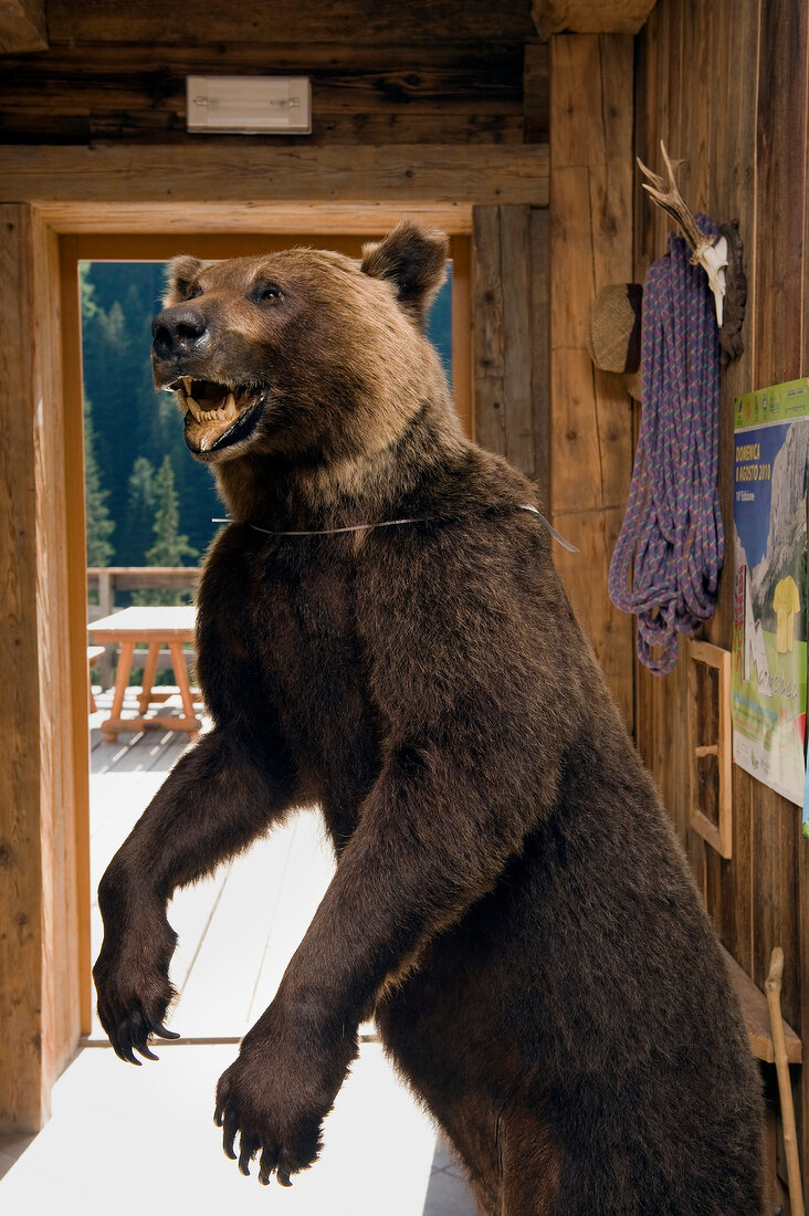 Jagdtrophäe Bär, ausgestopft 