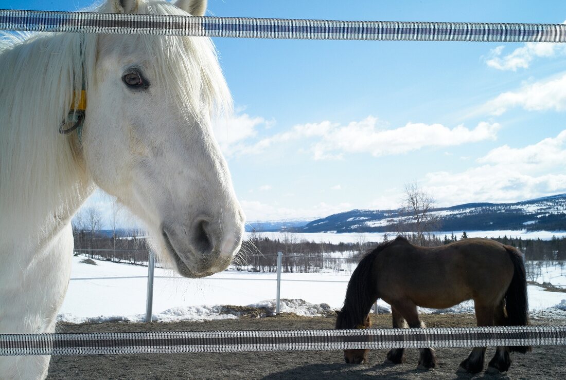 Hemsedal, Skigebiet in Norwegen Pferde auf Koppel
