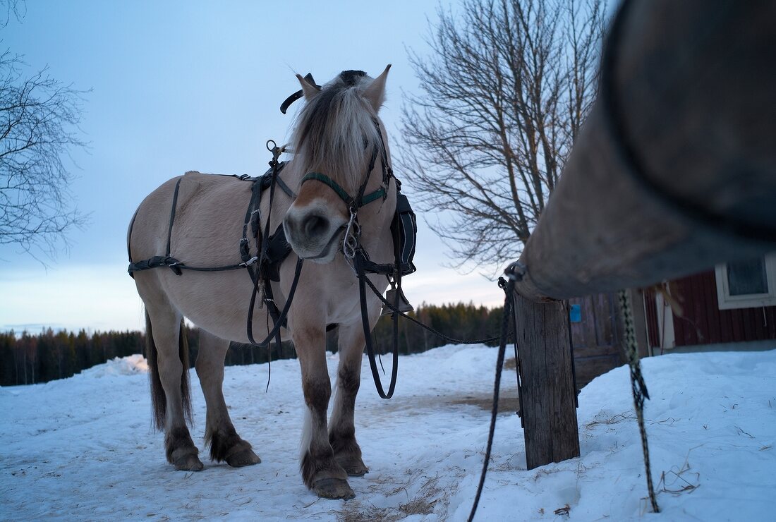 Trysil, Norwegen, Pferd im Schnee, X 