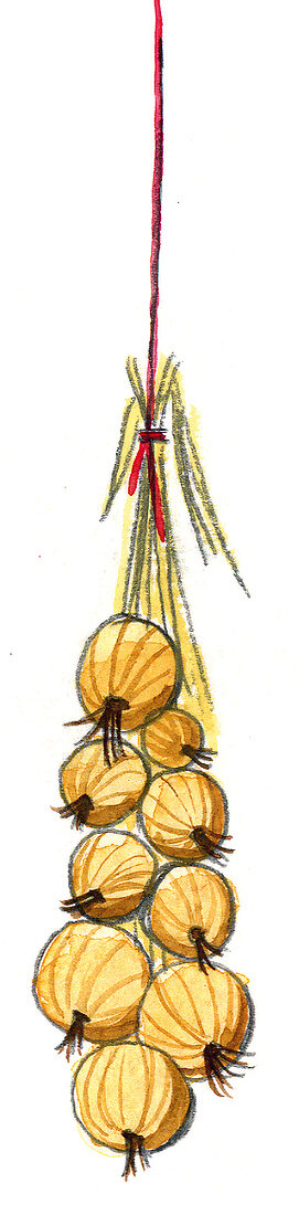 Zwiebel, Illustration 