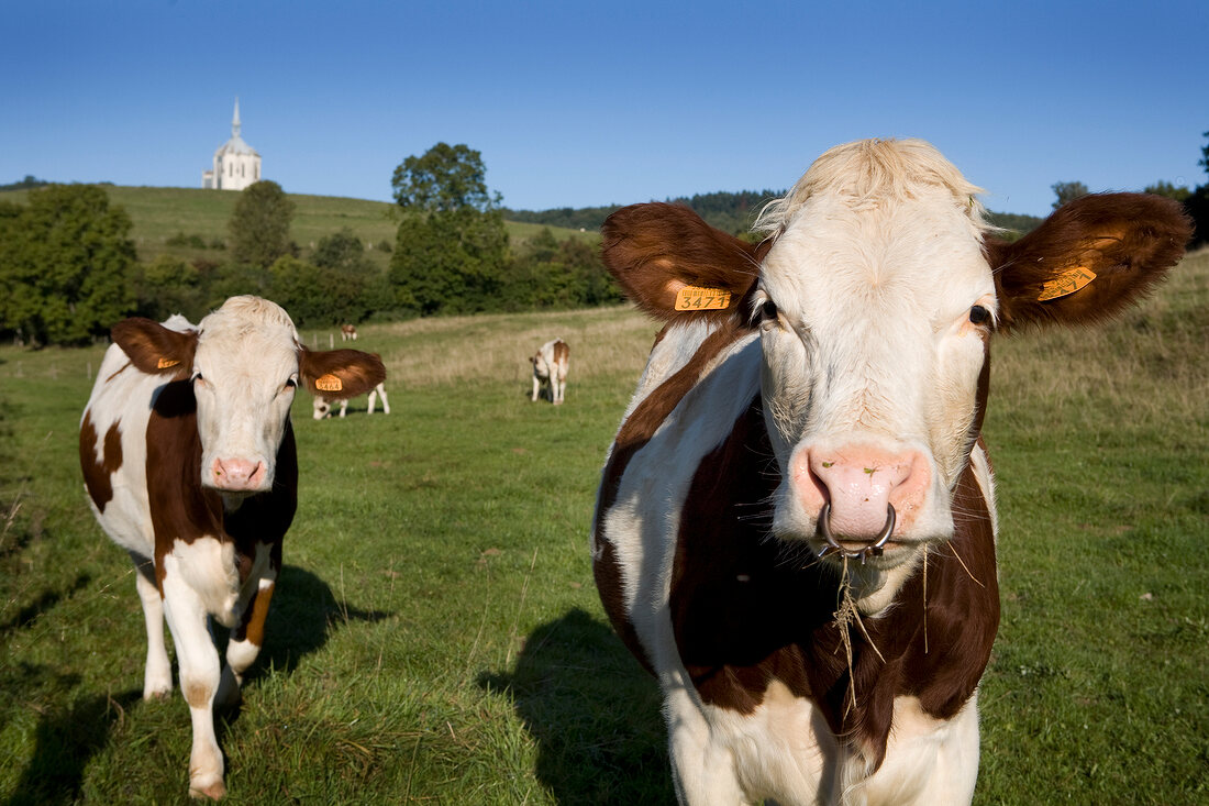 Franche-Comté, Kühe auf eine Weide Nähe von Dorf Mouthier-Haute-Pierre