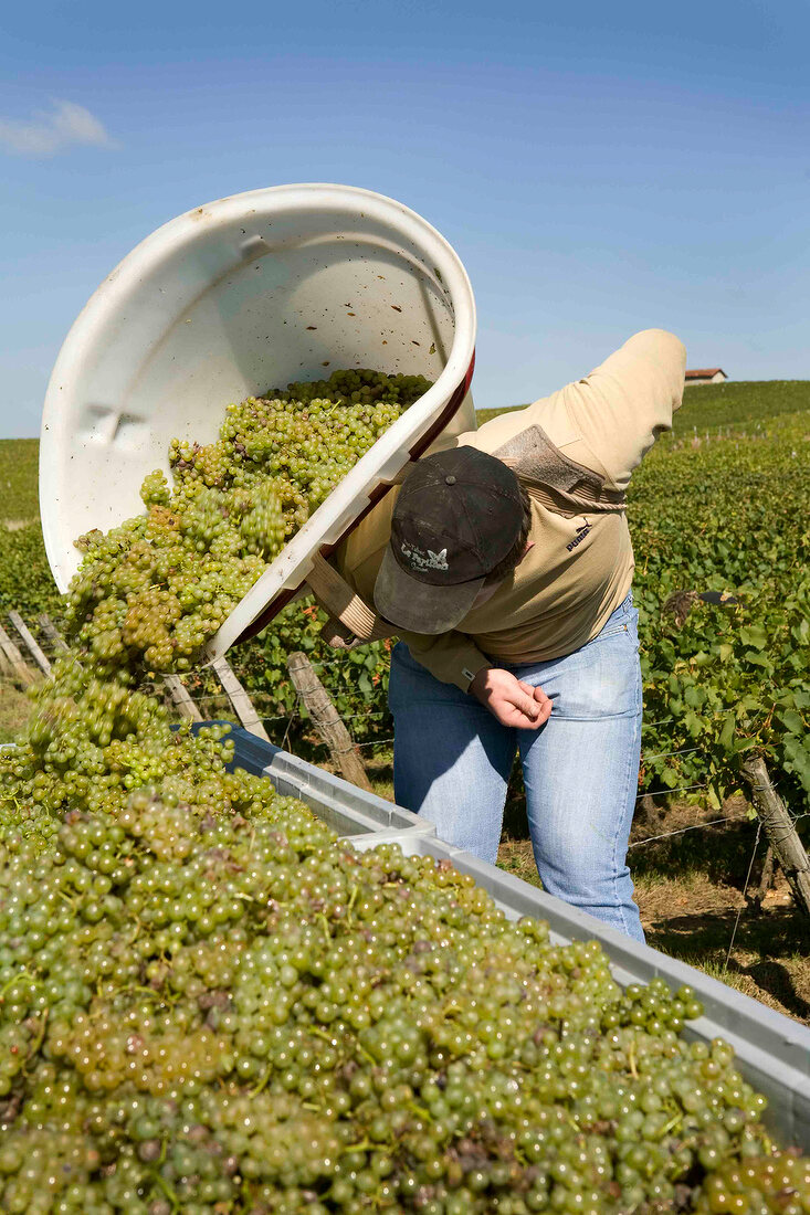 Wine harvest at Domaine Jacques Tissot License Images