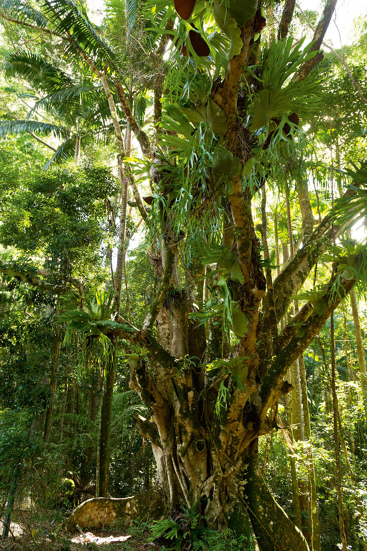 View of forest in Fraser Island in Queensland, Australia