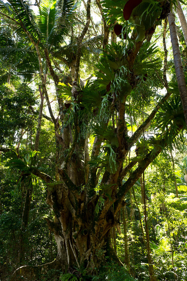 Australien, Bundesstaat Queensland, Fraser Island, Urwald