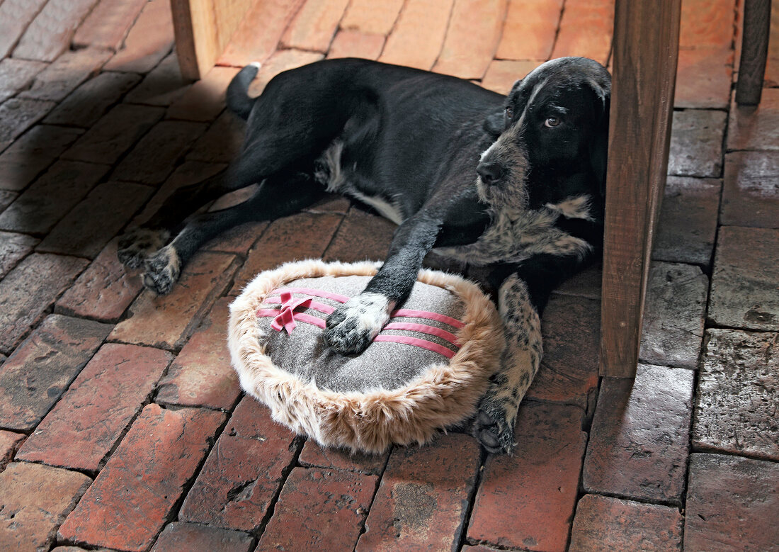 Hund liegt auf Fußboden, hält Kissen mit Webpelzrand fest