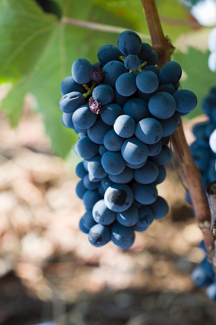 Blaue Weintrauben der Rebsorte Nergoamaro (Apulien, Italien)