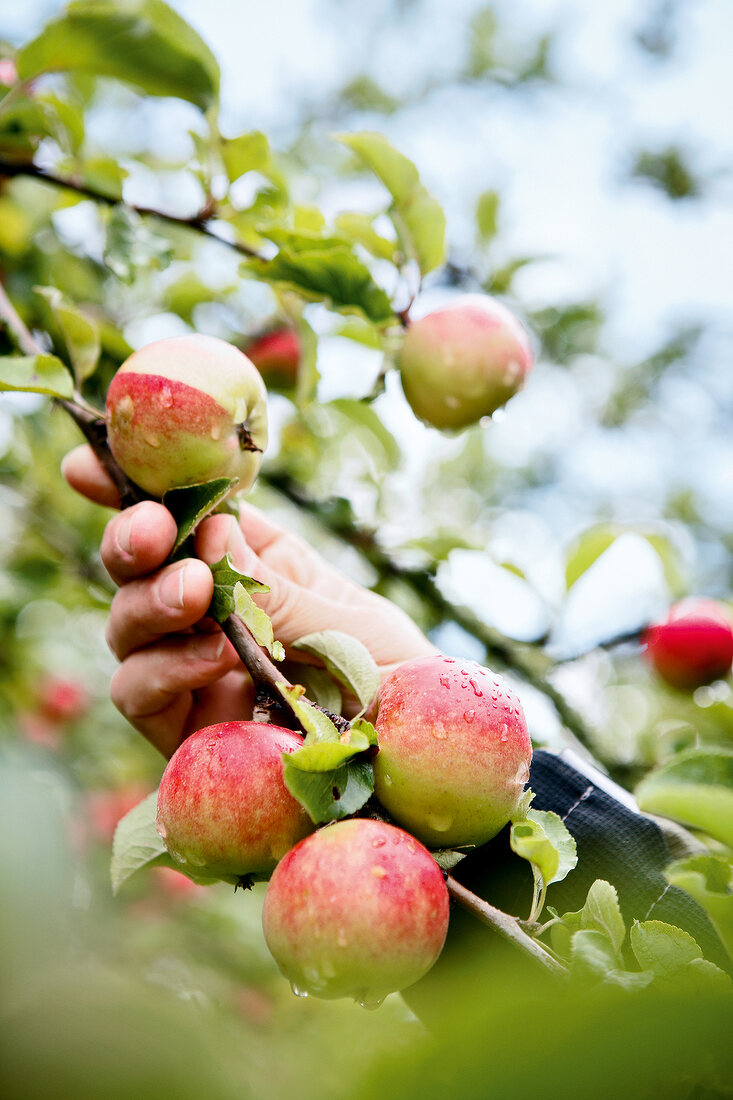 Close-up of hand on apple tree